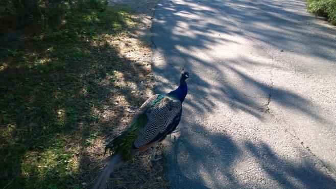 動物園を歩き回る大きな鳥