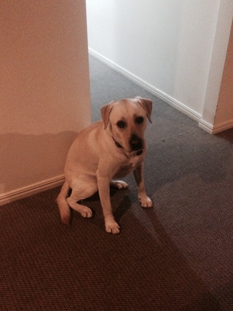 ホストファミリー