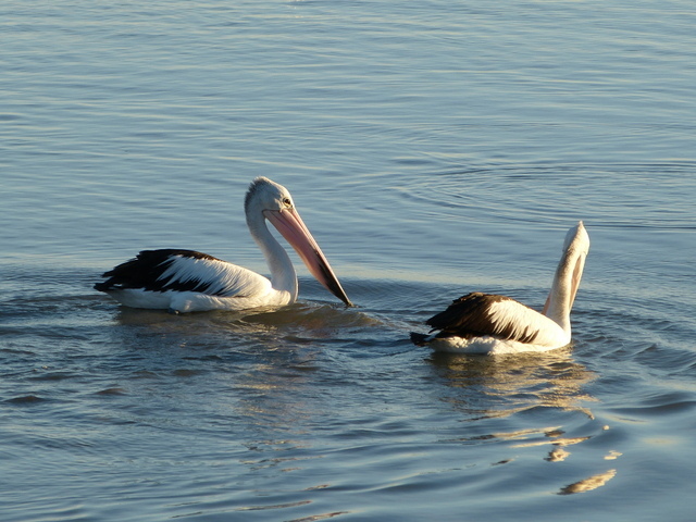野生のペリカン