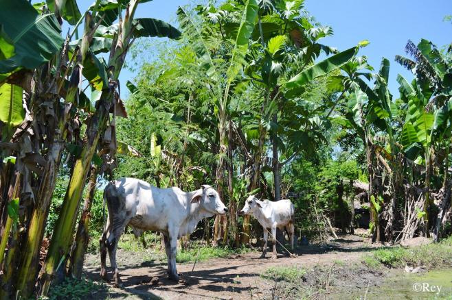 ターラックの民家