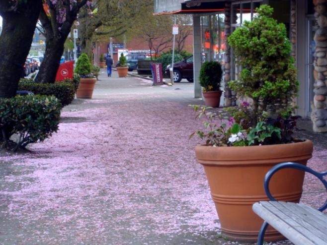 桜の絨毯になっている大通り