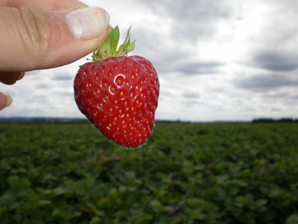シアトルでイチゴ狩り