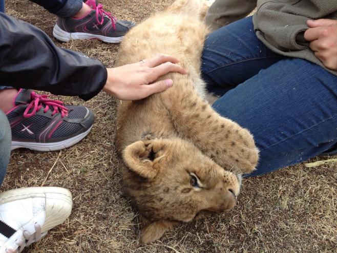南アフリカで動物と触れ合う