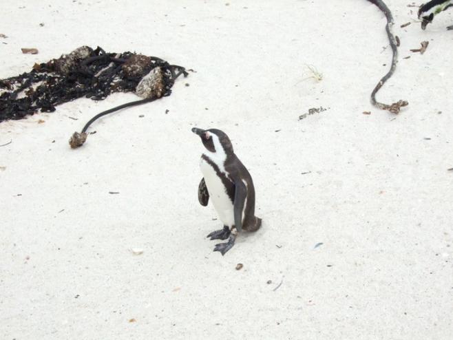南アフリカのペンギン