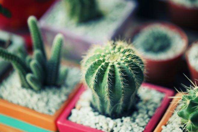 サボテングッズ