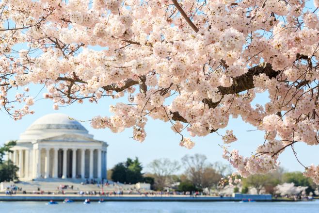 全米桜祭