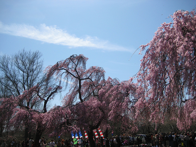 桜が観られるFairmont Park(フェアモントパーク)