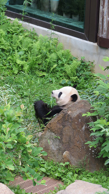 ジャイアントパンダ