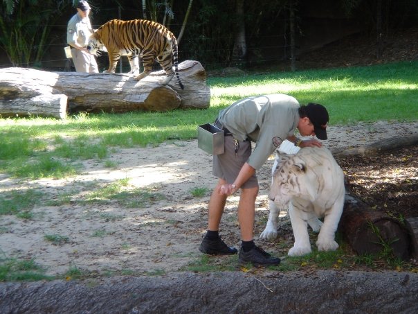 ドリームワールドのタイガーショー