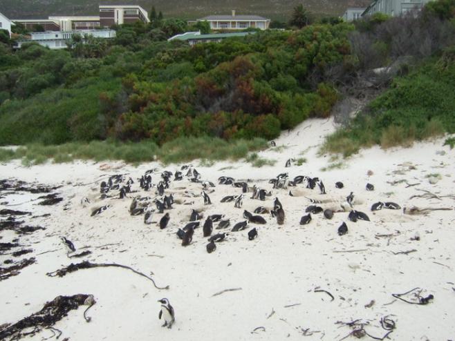 南アフリカの海②