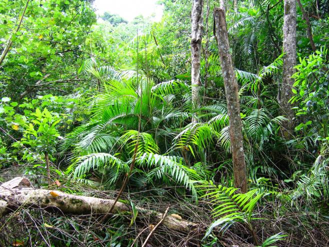 フィッツロイ島のビーチ