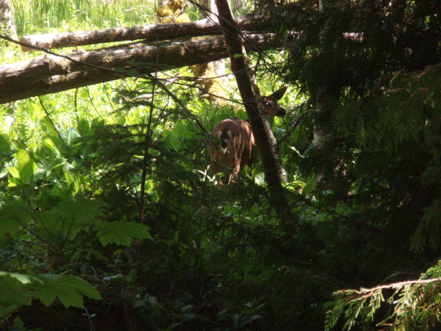 野生動物に遭遇