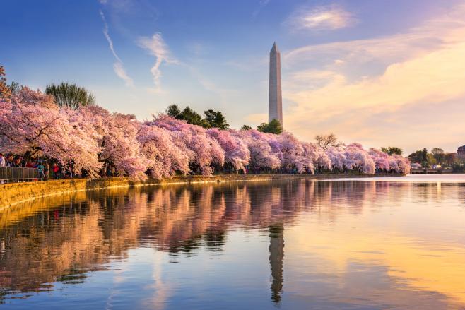 全米桜祭