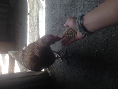 鳥に餌をあげる