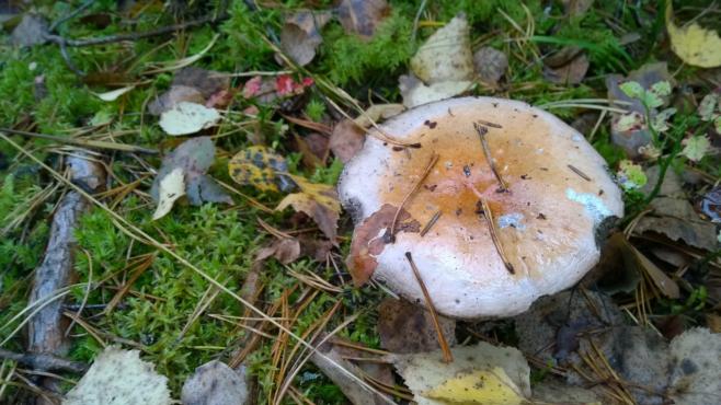 ヘルシンキ市内に生えるキノコ
