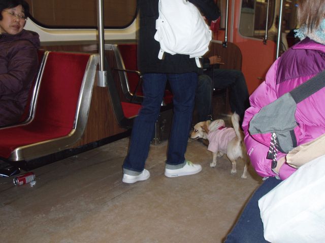 電車に犬がいる