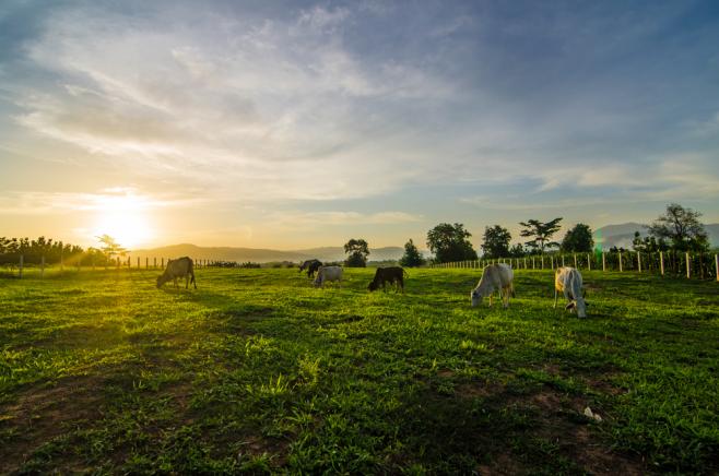 ファームステイ