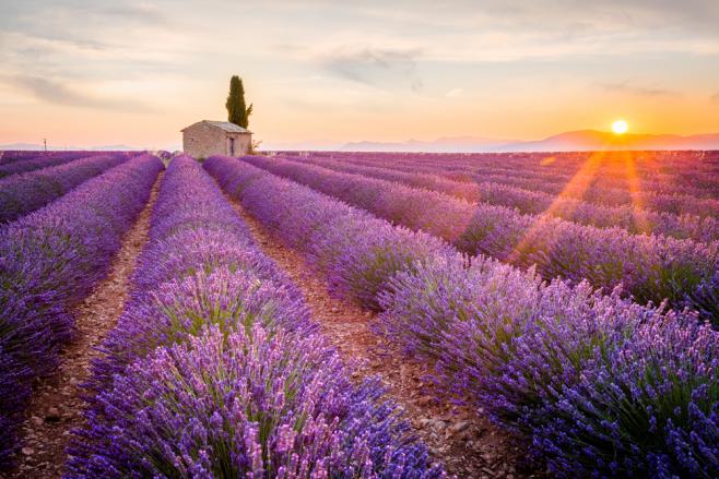 プロヴァンスのラベンダー畑(Provence lavender field)