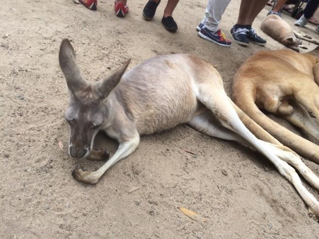 オーストラリアの動物