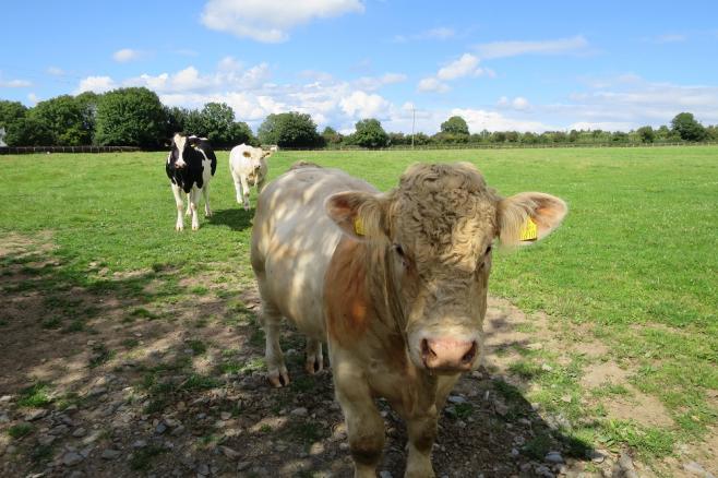 アイルアンドの自然