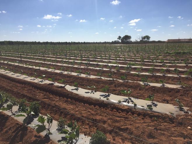 オーストラリアのファーム