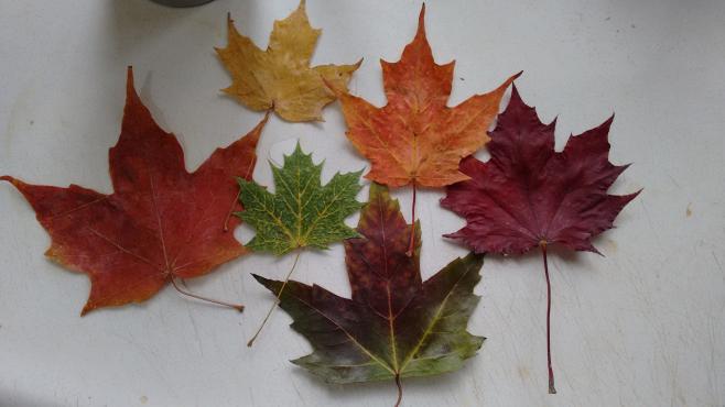 カナダの国旗のモチーフにっもなっている紅葉