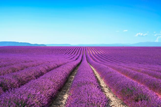 プロヴァンスのラベンダー畑(Provence lavender field)