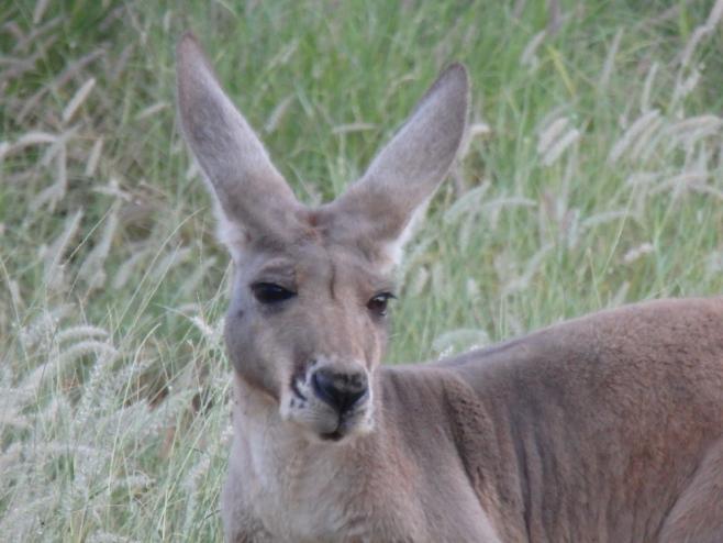 アリススプリングスにて